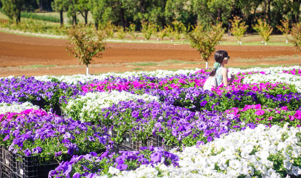 HOT: KaBloom Flower Festival, Silvan 6 Kabloom flower festival
