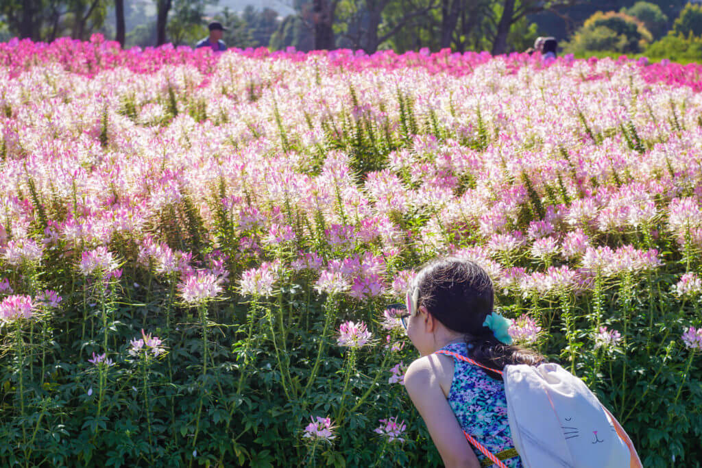 HOT: KaBloom Flower Festival, Silvan 3 KaBloom Flower Festival 7 11