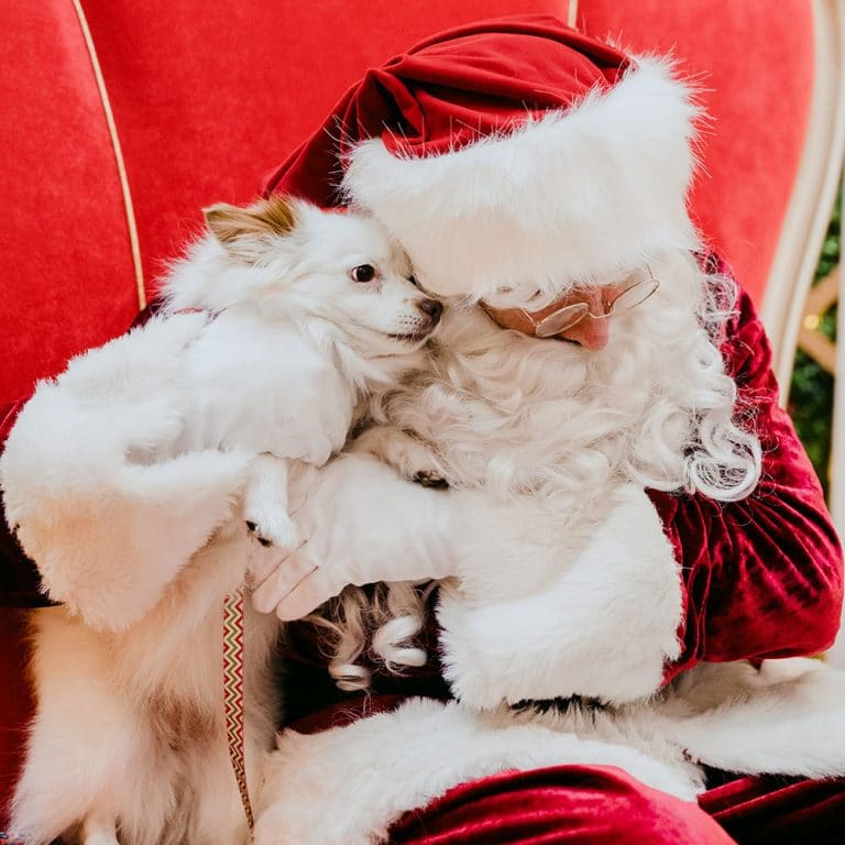 30 Best Places to Get Santa Photos Melbourne|TOT: HOT OR NOT