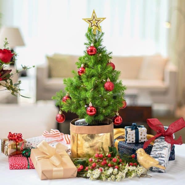 Where to Buy Christmas Trees in Melbourne TOT HOT OR NOT