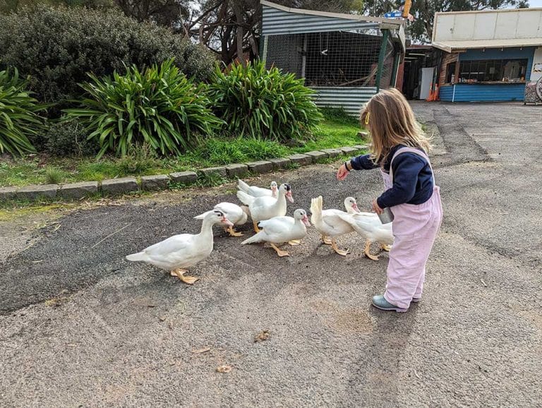 Animal Land Children’s Farm TOT HOT OR NOT