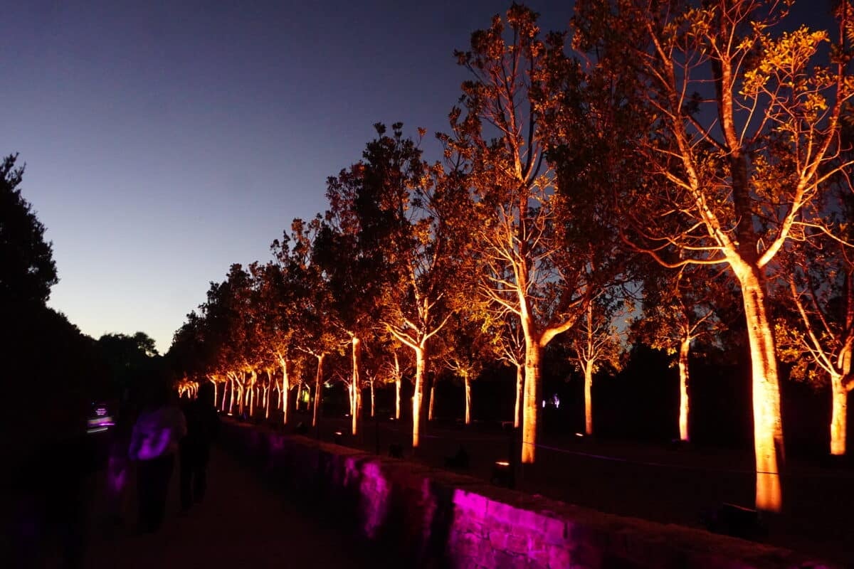 31 Free Things to Do in Melbourne CBD with Kids 19 DSC Lightfall Cranbourne Royal Botanic Gardens Photos Joyce Watts