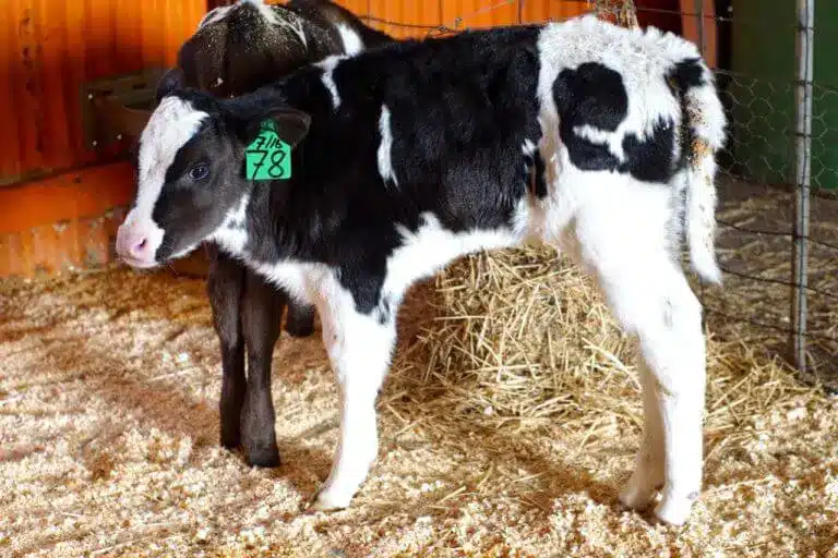 Visiting Sages Cottage Farm with Kids 10 AmazingCo Farmyard