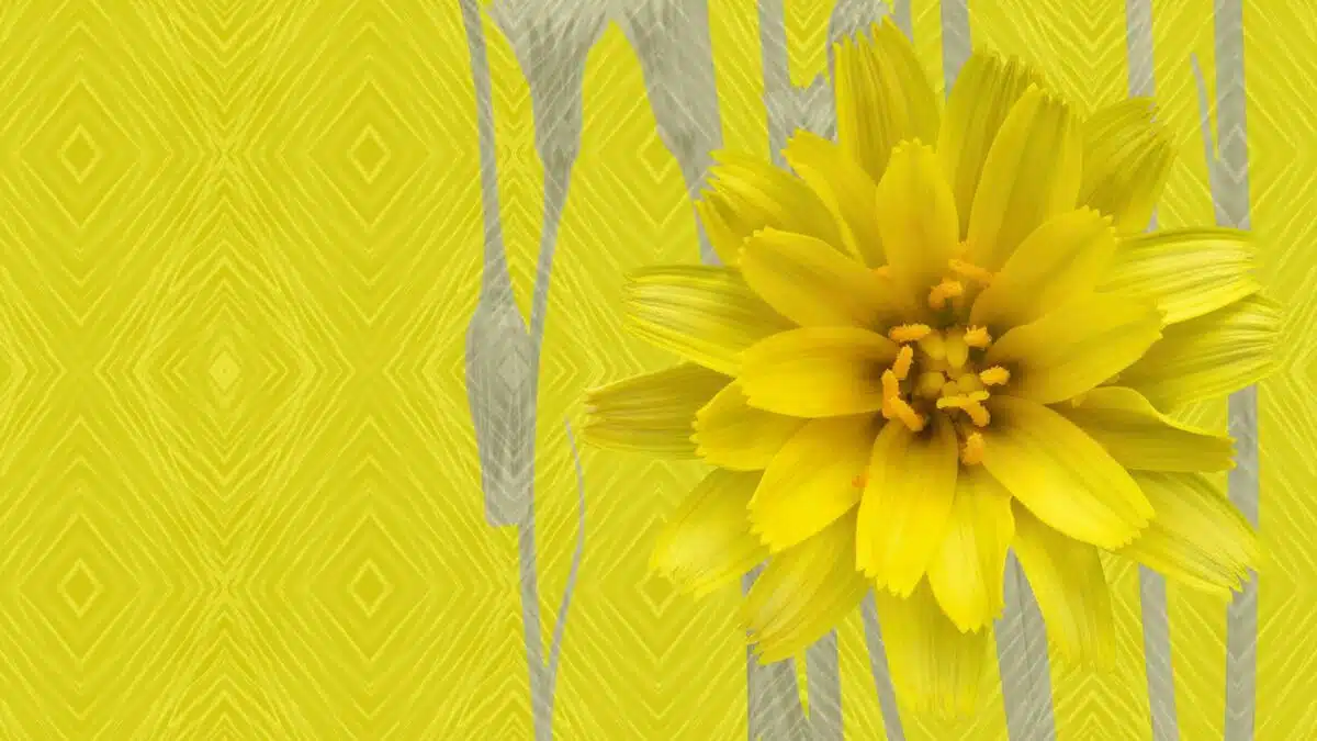 RISING: FLOWER POWER by KENT MORRIS, Melbourne, 2026 2 . Kent Morris Flower Power banner for website ()