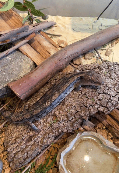 Wildlife Wonders Apollo Bay with Kids: A Parent's Review 14 Wildlife Wonders Apollo Bay