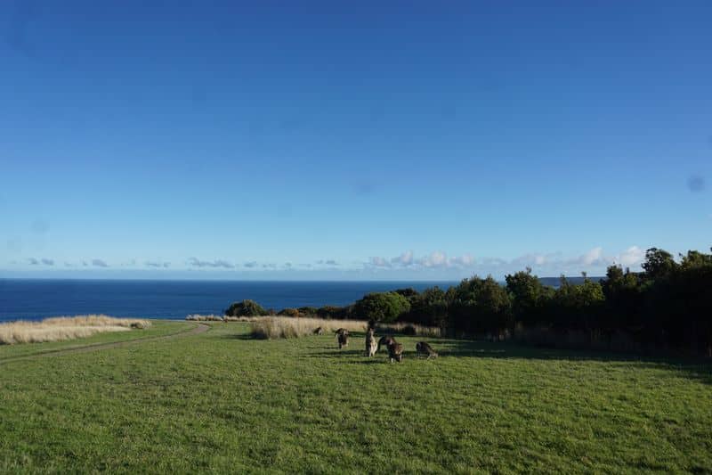 Wildlife Wonders Apollo Bay with Kids: A Parent's Review 2 Wildlife Wonders Apollo Bay Photos Joyce Watts