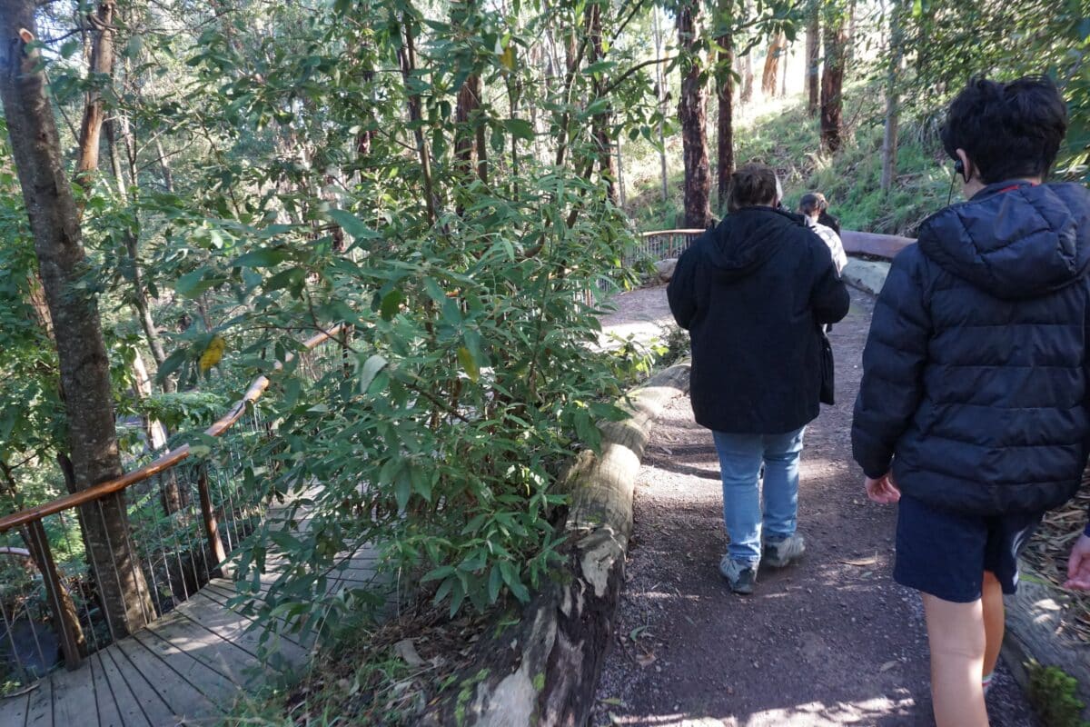 Wildlife Wonders Apollo Bay with Kids: A Parent's Review 5 Wildlife Wonders Apollo Bay Photos Joyce Watts