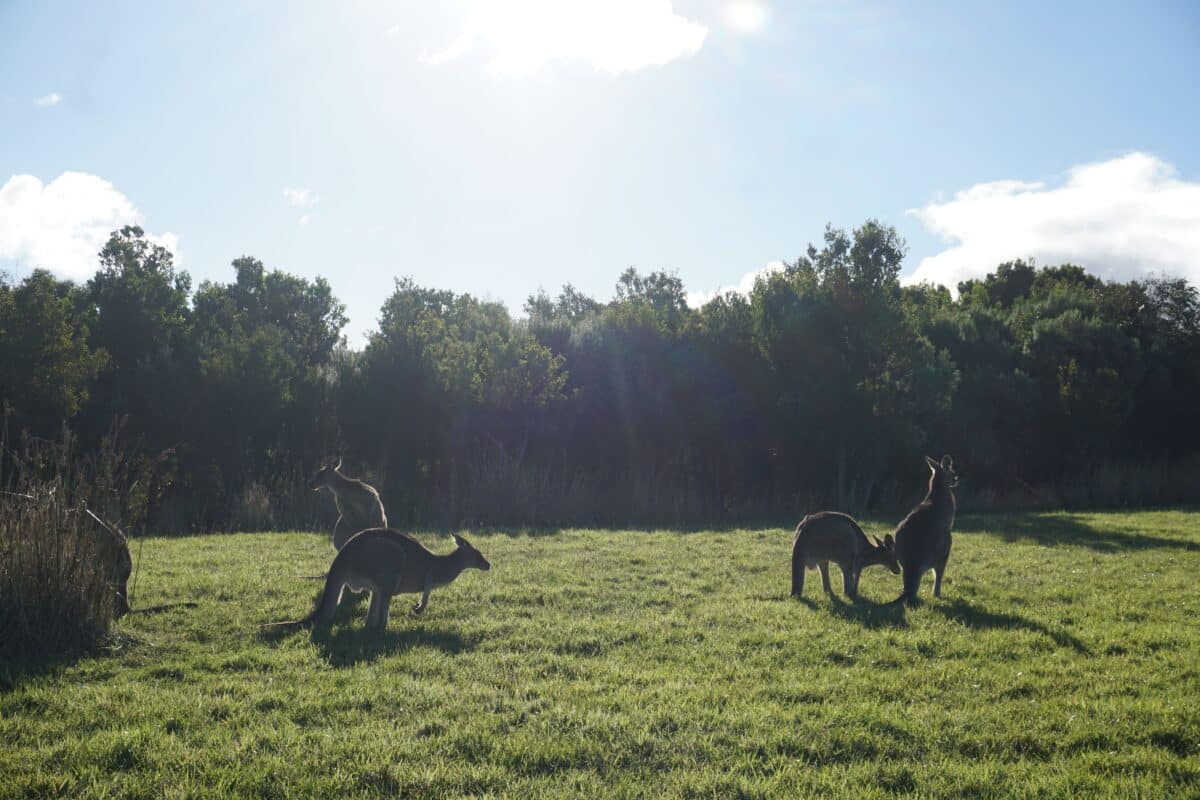 Wildlife Wonders Apollo Bay with Kids: A Parent's Review 6 Wildlife Wonders Apollo Bay Photos Joyce Watts