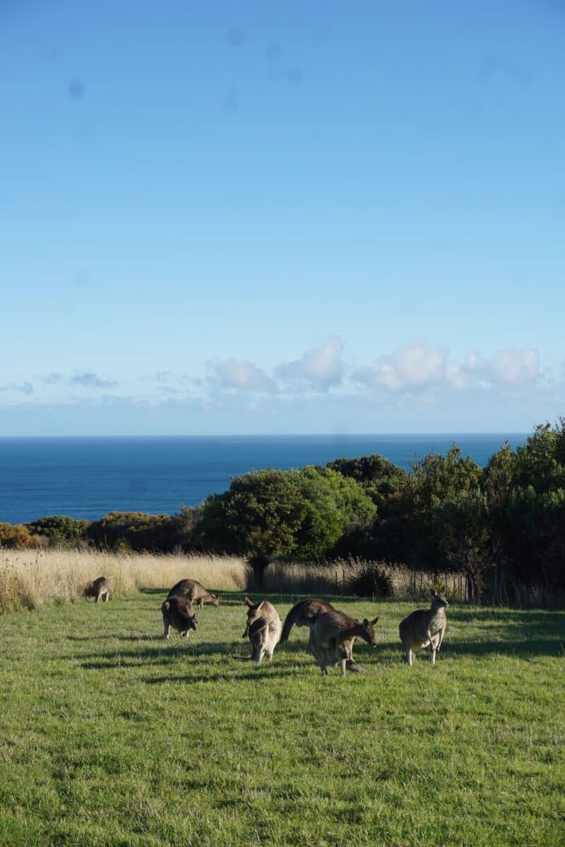 Wildlife Wonders Apollo Bay with Kids: A Parent's Review 7 Wildlife Wonders Apollo Bay Photos Joyce Watts