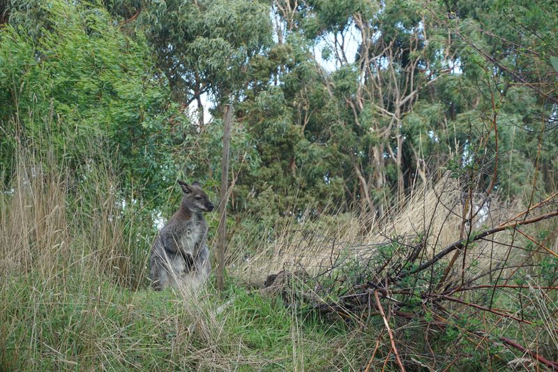 Wildlife Wonders Apollo Bay with Kids: A Parent's Review 8 Wildlife Wonders Apollo Bay Photos Joyce Watts