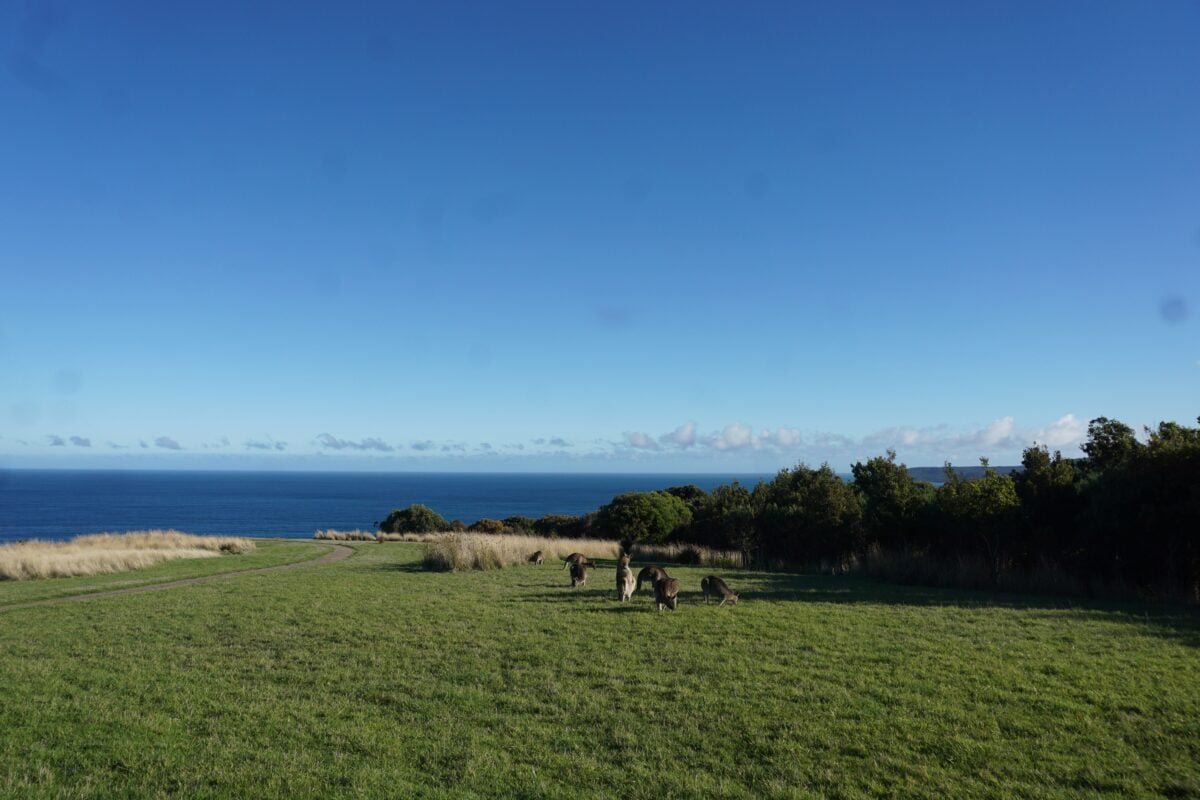 Wildlife Wonders Apollo Bay with Kids: A Parent's Review 9 Wildlife Wonders Apollo Bay Photos Joyce Watts