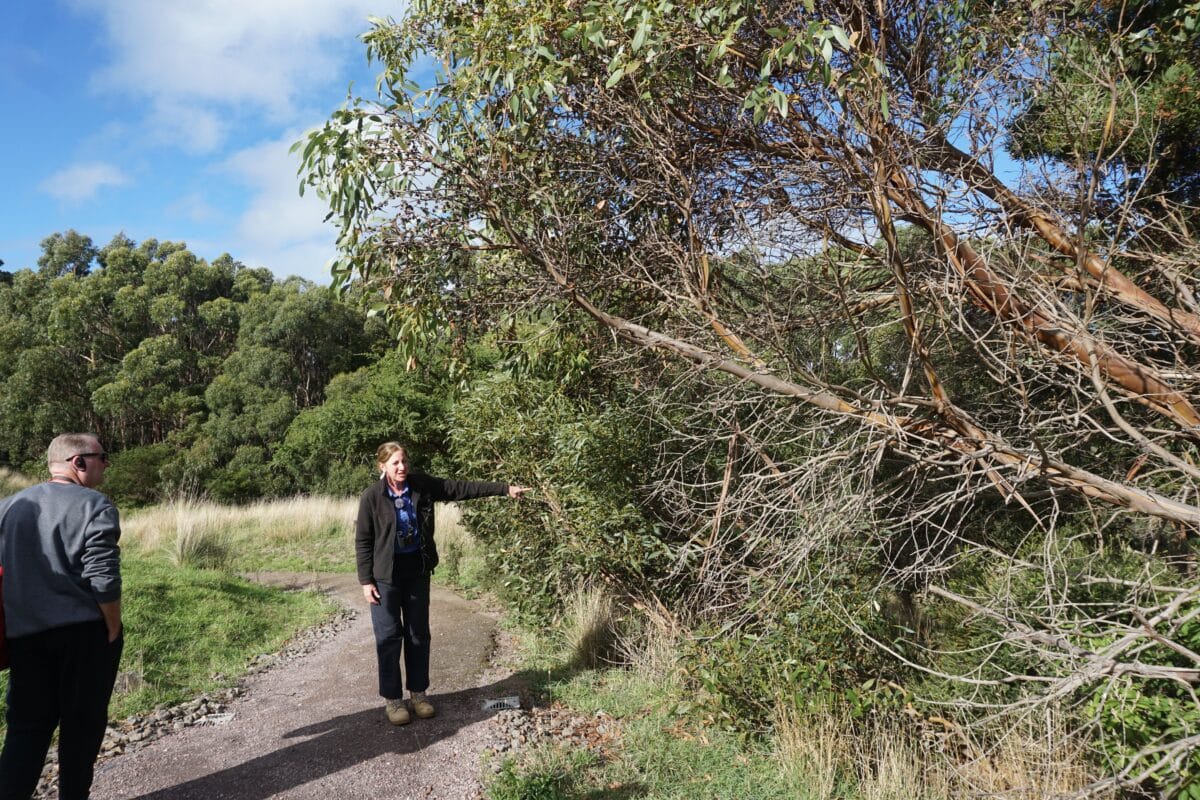 Wildlife Wonders Apollo Bay with Kids: A Parent's Review 10 Wildlife Wonders Apollo Bay Photos Joyce Watts