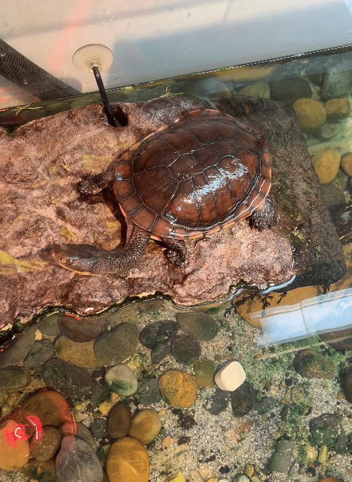 Wildlife Wonders Apollo Bay with Kids: A Parent's Review 13 Wildlife Wonders Apollo bay