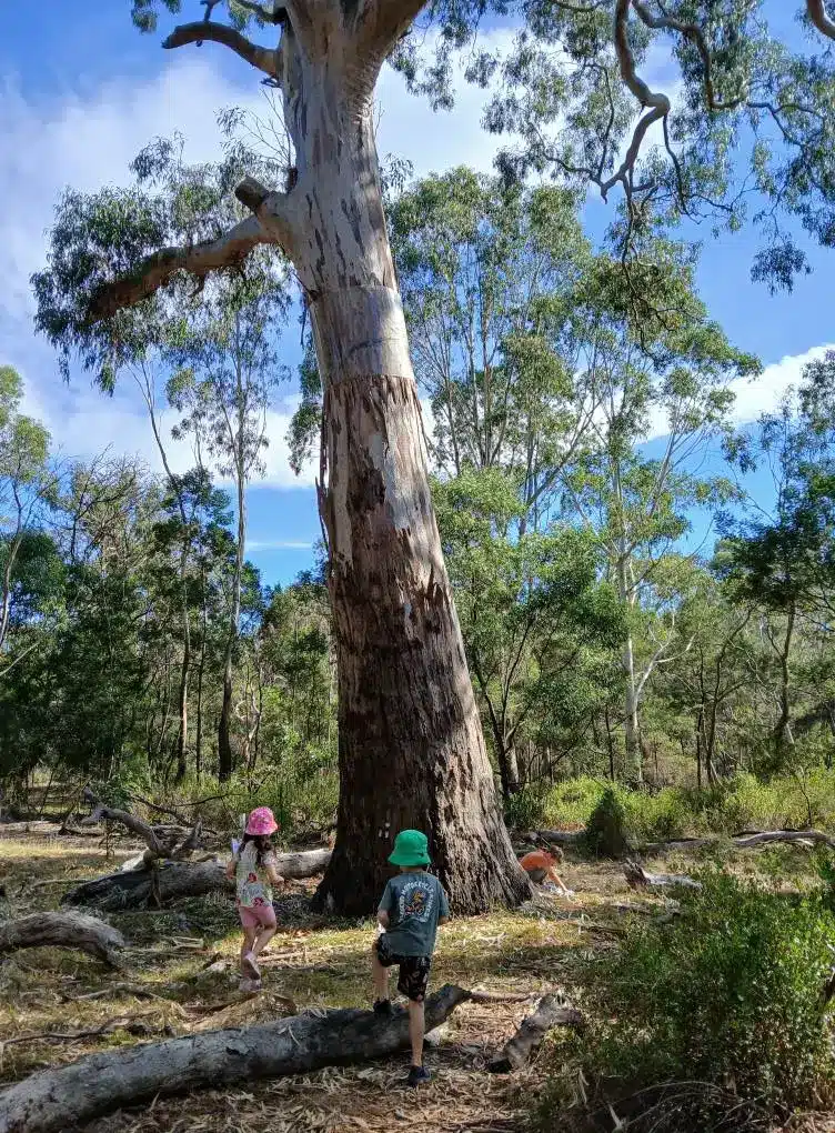 Nangak Tamboree sanctuary Bush KInder