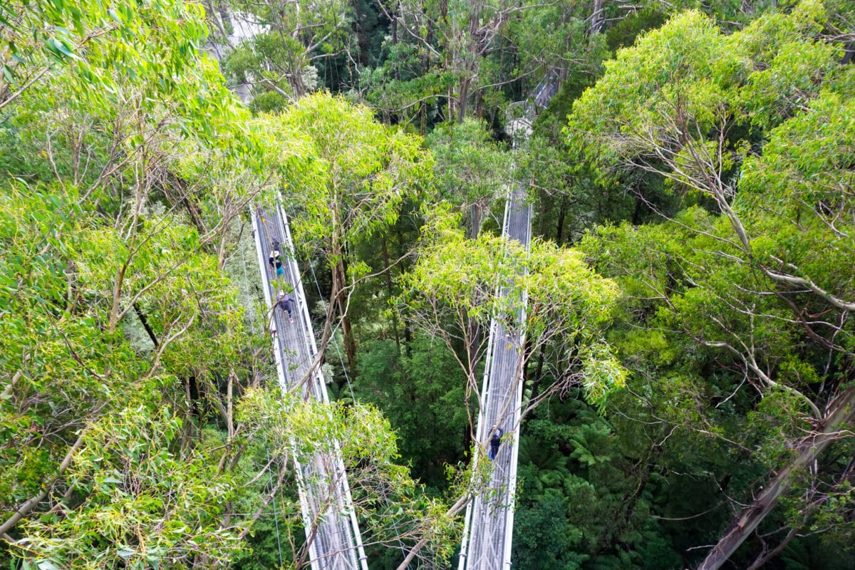 15 Best Things to Do in Apollo Bay with Kids 6 Otway Fly