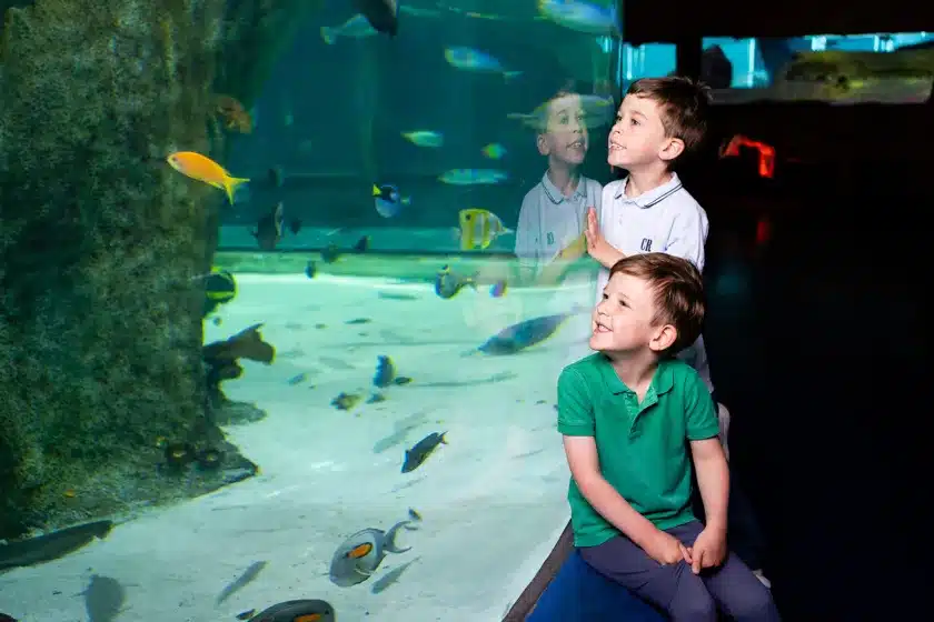 SEA LIFE Melbourne Sensory Sessions 1 SEA LIFE Melbourne Sensory Sessions