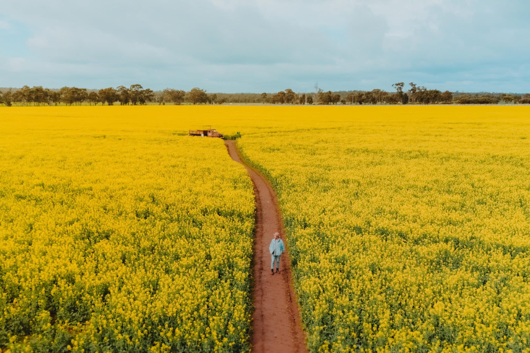 Canola Walk 1 Canola Walk