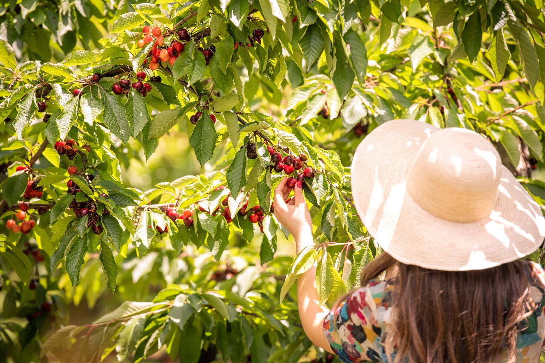 Cherryhill Orchards Cherry Picking (Coldstream) 1 Cherryhill Orchards Cherry Picking (Coldstream) ()