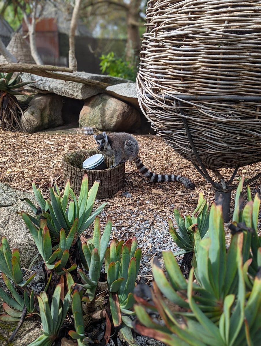 Melbourne Zoo with Kids: Tips, Must-Sees and What You Need to Know Before You Go 9 Melbourne Zoo images Amy Gardner () ()