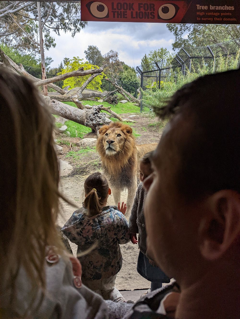 Melbourne Zoo with Kids: Tips, Must-Sees and What You Need to Know Before You Go 3 Melbourne Zoo images Amy Gardner () ()