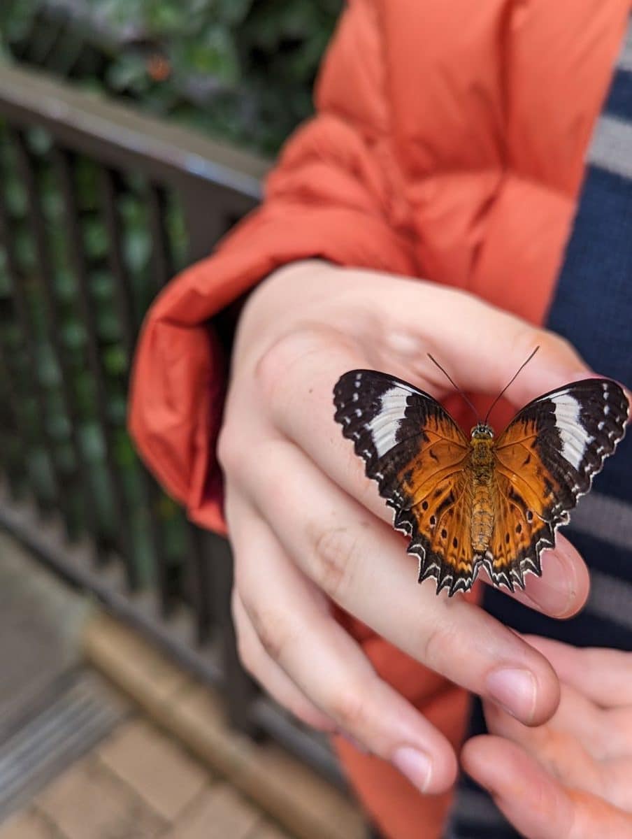 Melbourne Zoo with Kids: Tips, Must-Sees and What You Need to Know Before You Go 13 Melbourne Zoo images Amy Gardner () ()