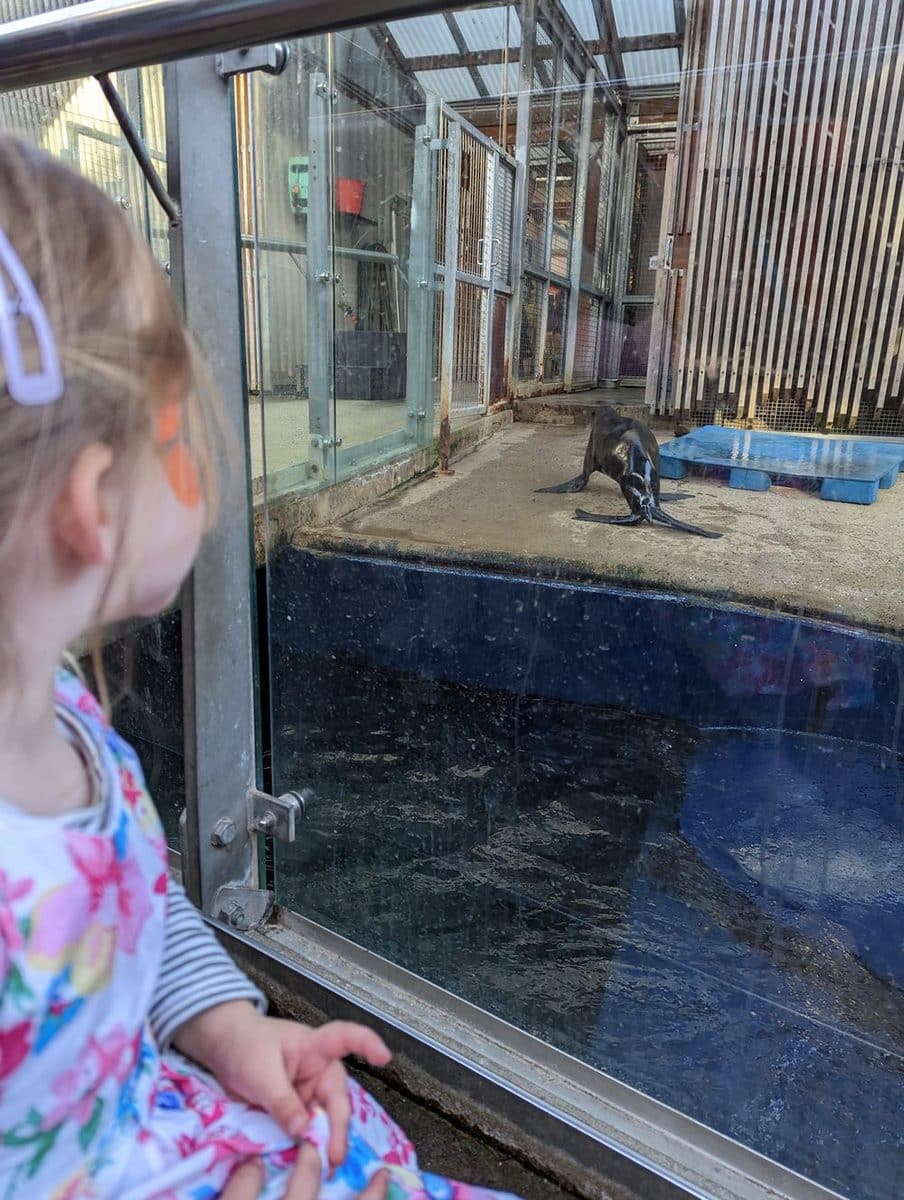 Melbourne Zoo with Kids: Tips, Must-Sees and What You Need to Know Before You Go 12 Melbourne Zoo images Amy Gardner () ()