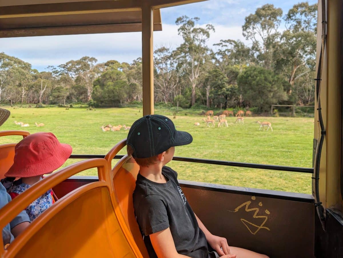 Werribee Open Range Zoo with Kids: Tips, Must-Sees and What You Need to Know 3 Werribee Open Range Zoo