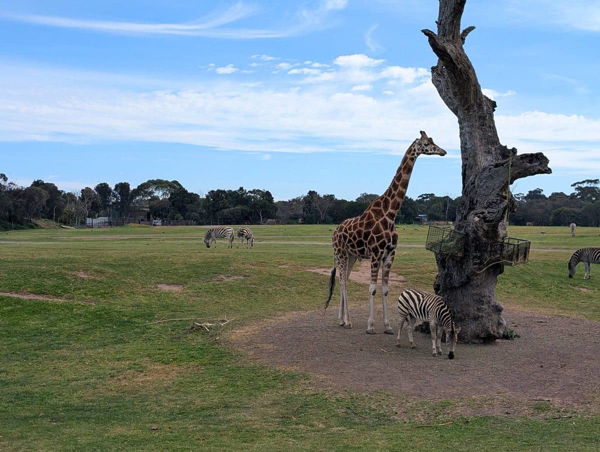 Werribee Open Range Zoo with Kids: Tips, Must-Sees and What You Need to Know 1 Werribee Open Range Zoo