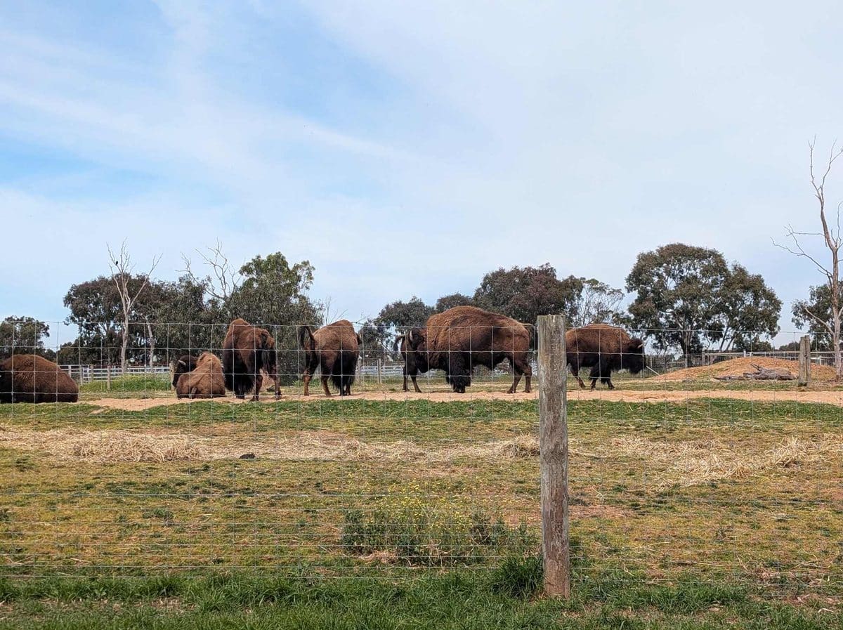 Werribee Open Range Zoo with Kids: Tips, Must-Sees and What You Need to Know 2 Werribee Open Range Zoo