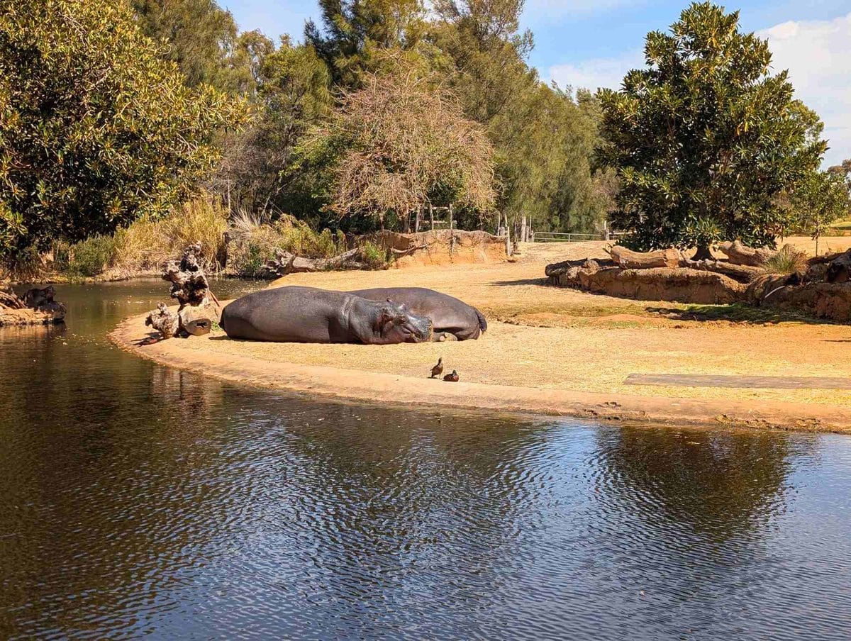 Werribee Open Range Zoo with Kids: Tips, Must-Sees and What You Need to Know 5 Werribee Open Range Zoo