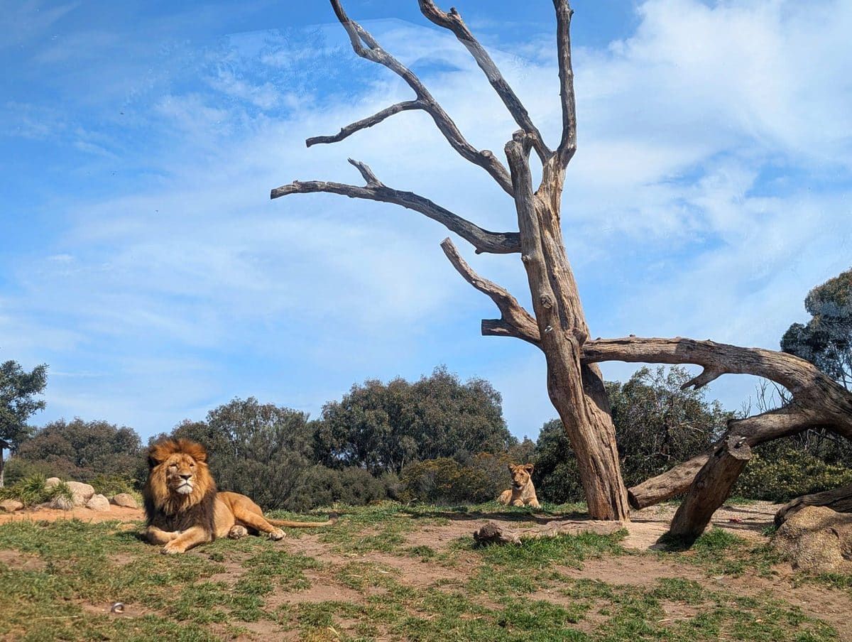 Werribee Open Range Zoo with Kids: Tips, Must-Sees and What You Need to Know 9 Werribee Open Range Zoo