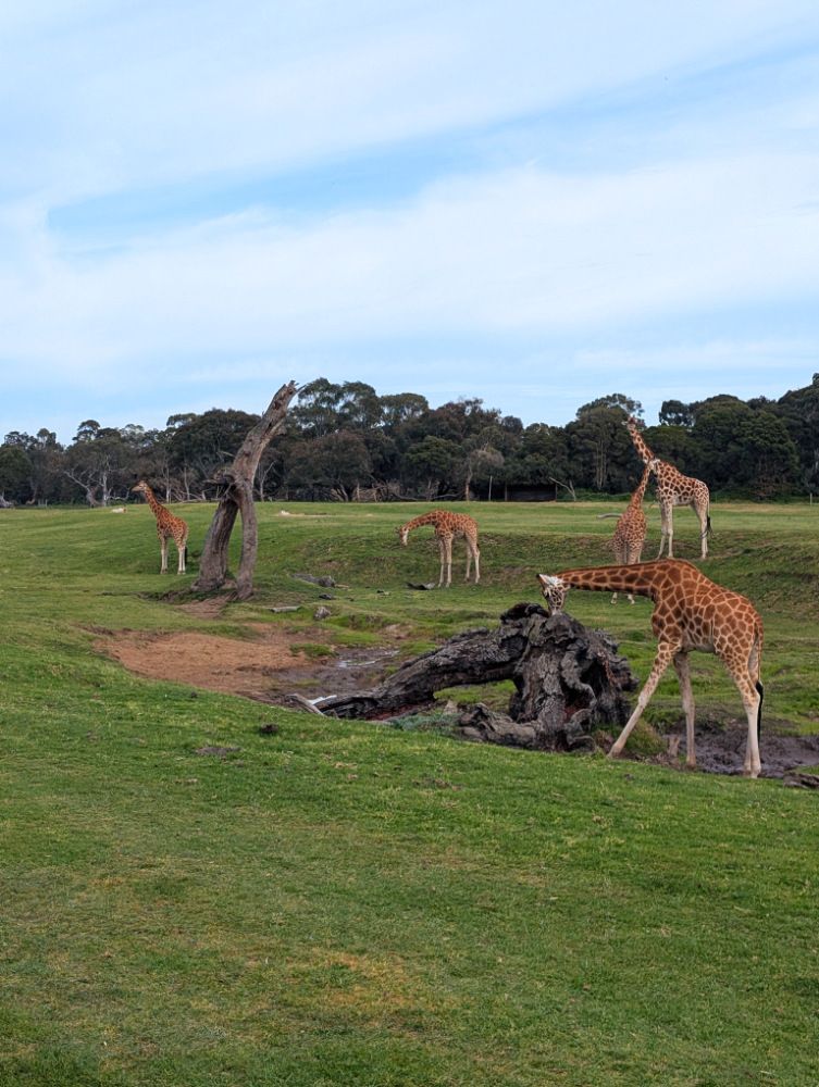 Werribee Open Range Zoo with Kids: Tips, Must-Sees and What You Need to Know 13 Werribee Open Range Zoo Images Amy Gardner