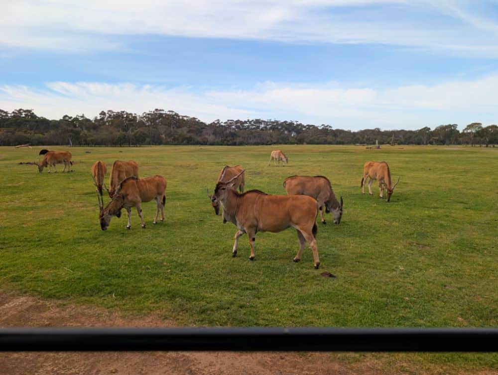 Werribee Open Range Zoo with Kids: Tips, Must-Sees and What You Need to Know 14 Werribee Open Range Zoo Images Amy Gardner